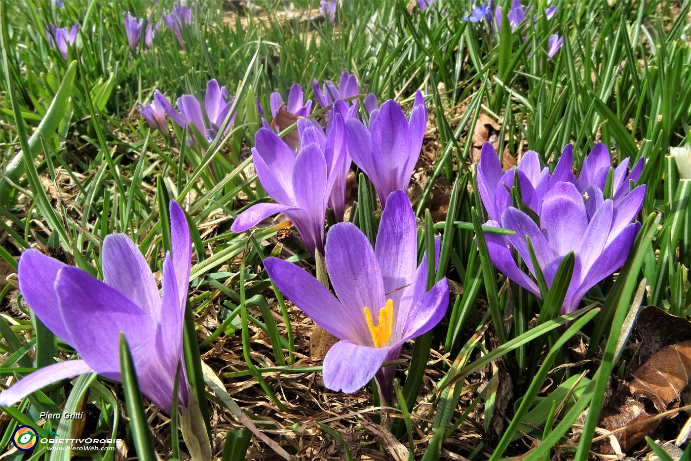 80 Crocus vernus violetti.JPG